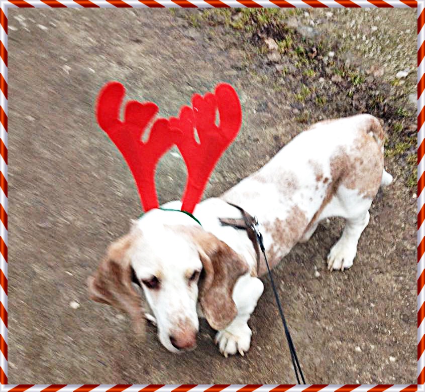 Dieses Bild zeigt den Basssed Herr Lehmann mit einem roten Filz-Elchgeweih.