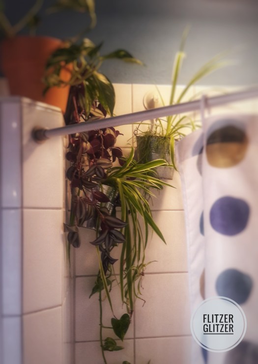 duschpflanze