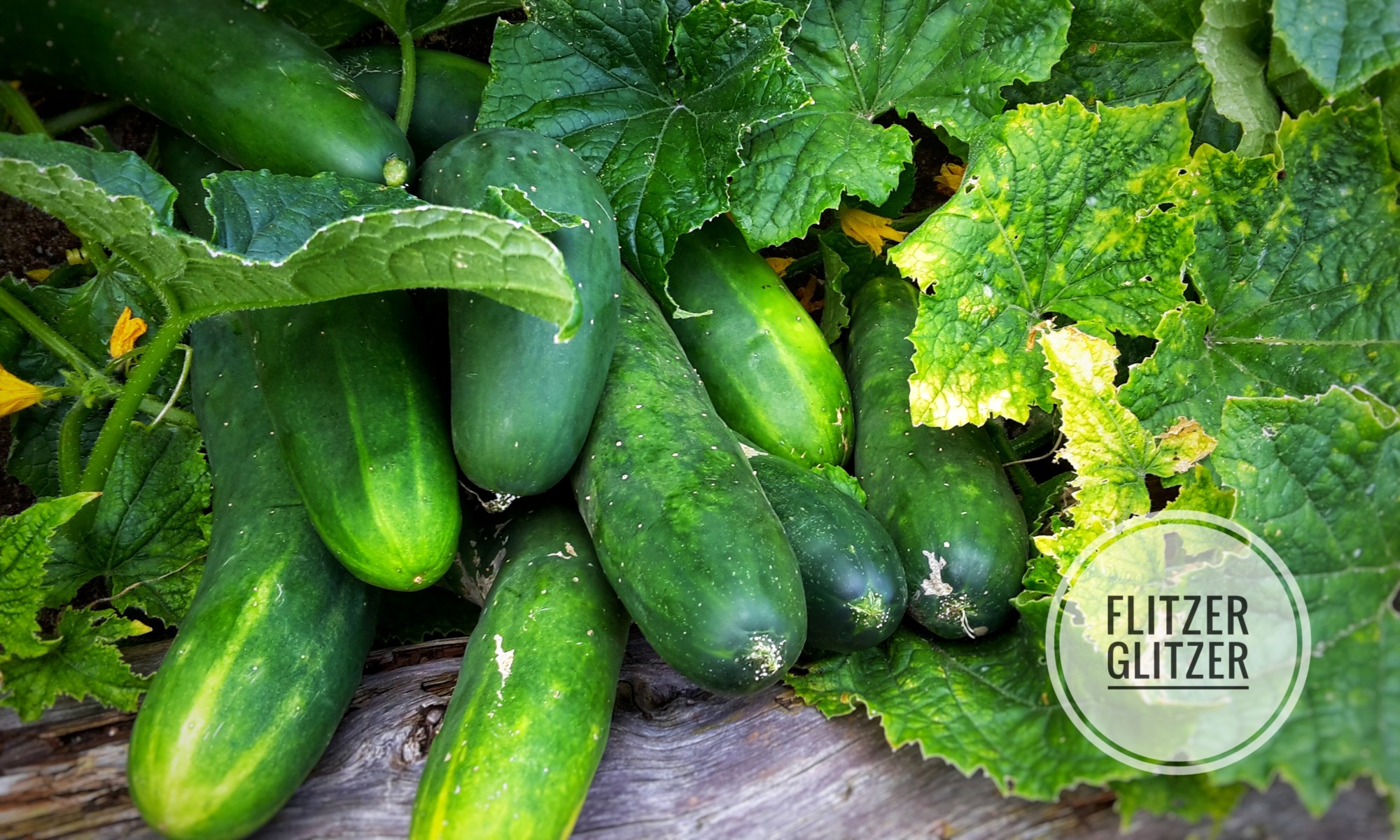 Ein Gurkenberg inmitten von Gurkenstauden