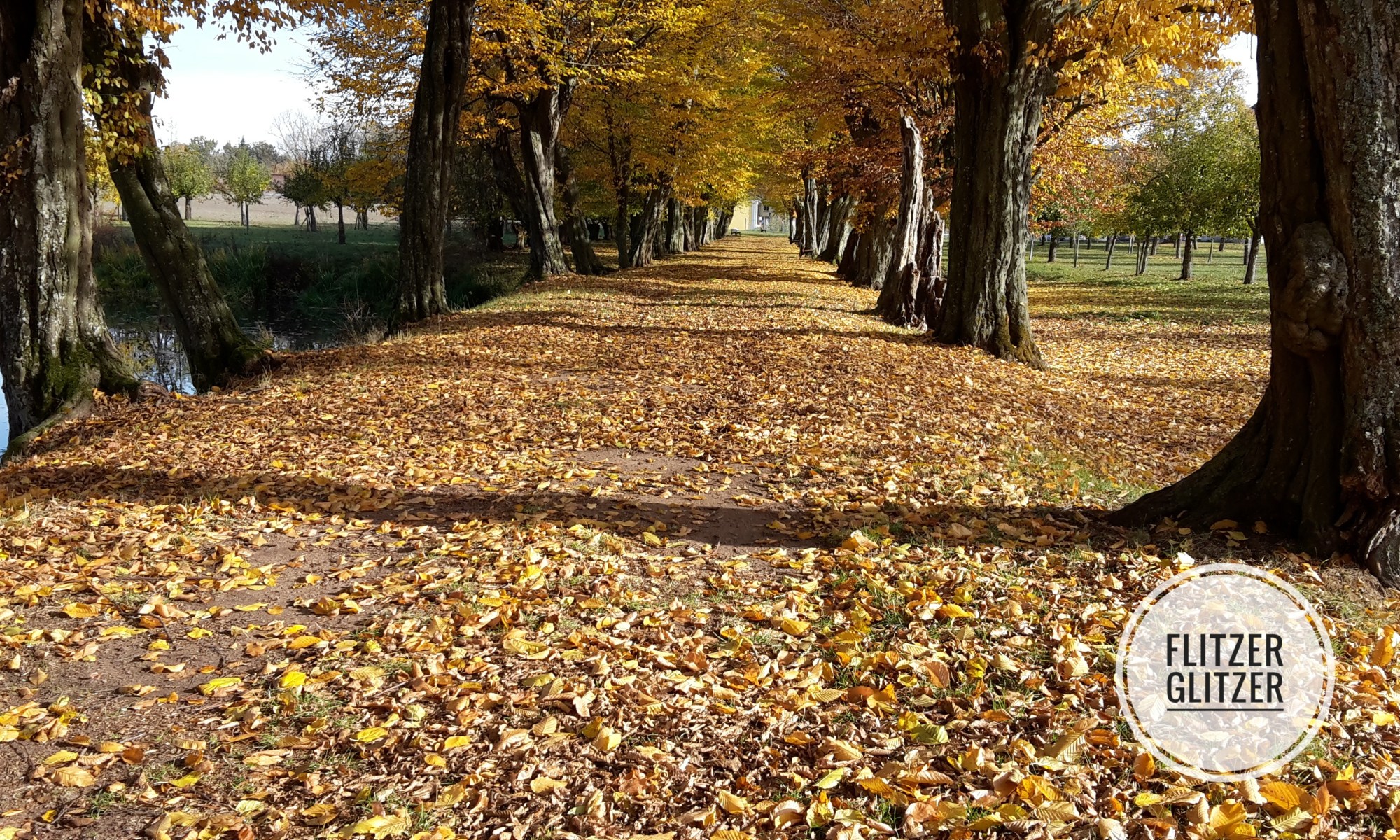 Alte Buchenallee im Herbstlaub