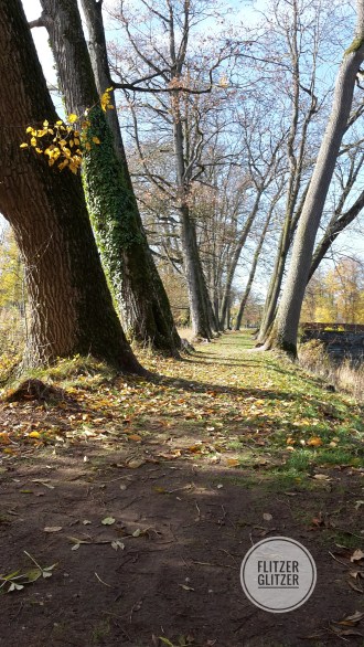Alte Buchenallee im Herbstkleid