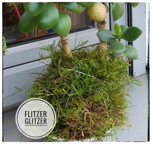 Mooskugel mit saftig grüner Zimmerpflanze