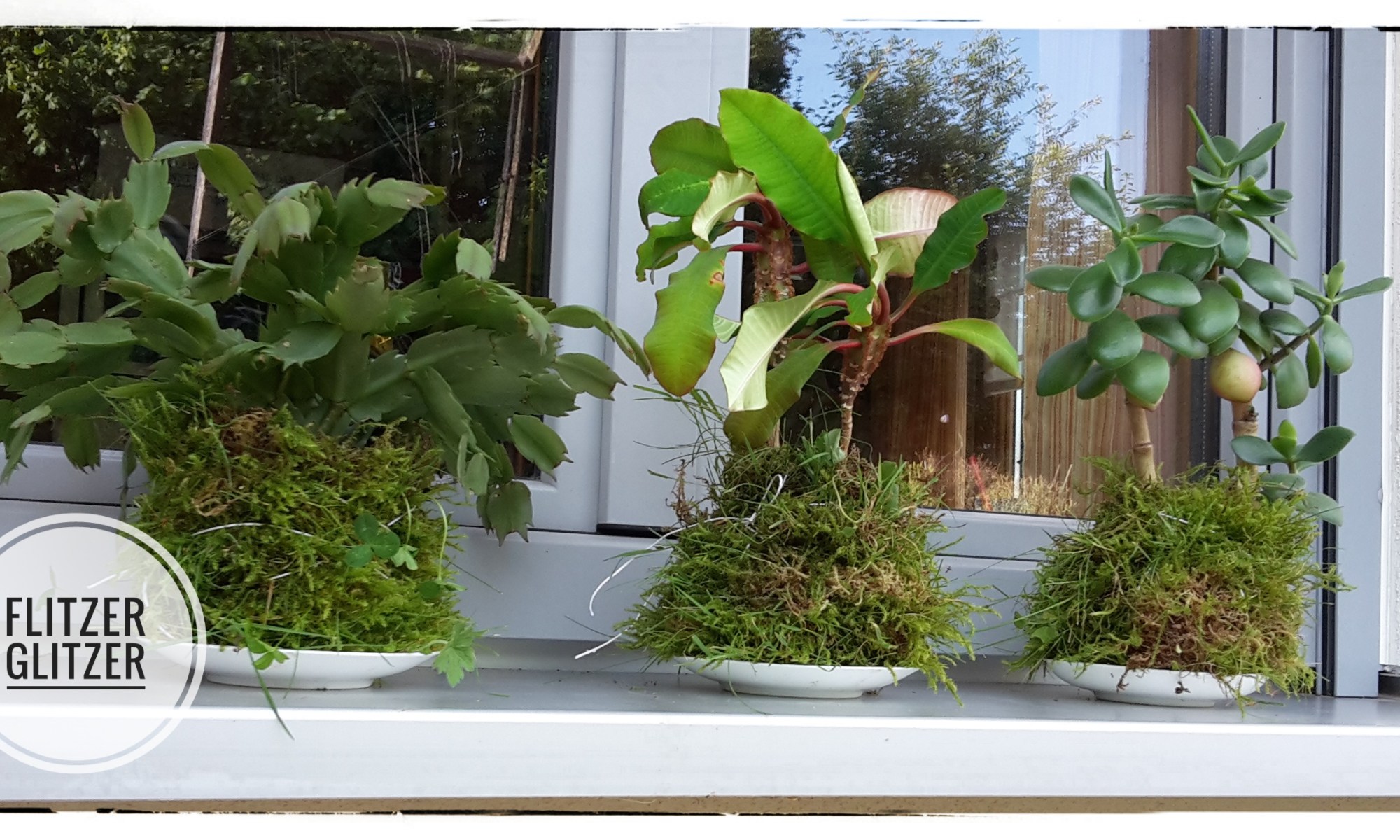 Drei Zimmerpflanzen in Mooskugeln gepackt.