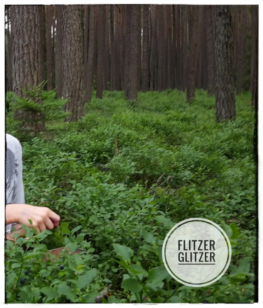 Blaubeerfeld im Wald.