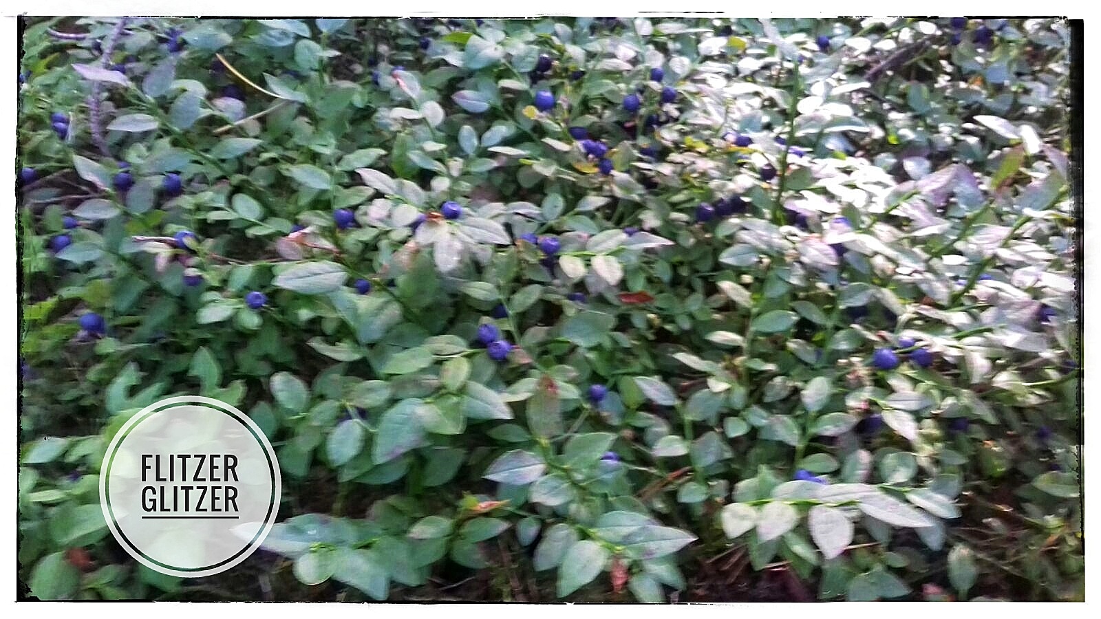 Einfach schön. Heidelbeerstauden in ihrer ganzen Pracht.